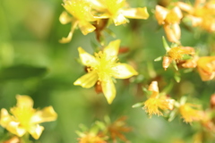 Hypericum adpressum