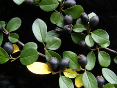 Cotoneaster nitens