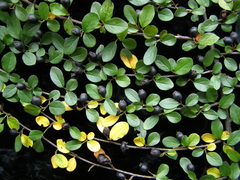 Cotoneaster nitens