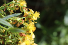 Hypericum adpressum