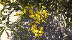 Acacia conferta