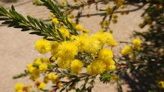 Acacia conferta