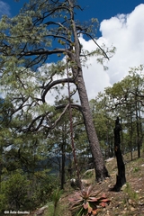 Pinus luzmariae