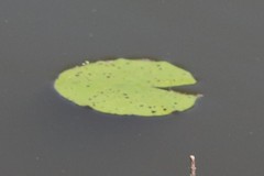 Nymphaea odorata tuberosa