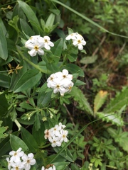 Lithospermum distichum