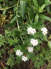 Lithospermum distichum