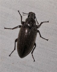 Pechalius dentiger