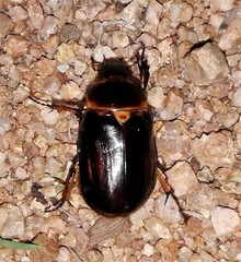 Ancognatha manca