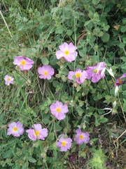 Cistus creticus eriocephalus