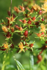 Hypericum adpressum