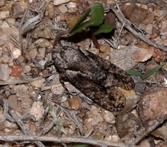 Alphina glauca