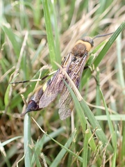 Eriotremex formosanus