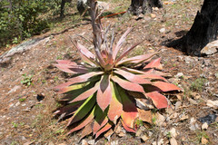 Agave wocomahi