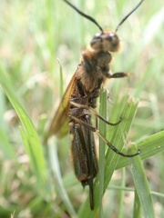 Eriotremex formosanus