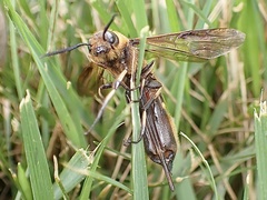 Eriotremex formosanus