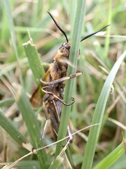 Eriotremex formosanus