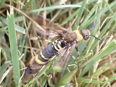 Eriotremex formosanus
