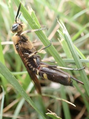 Eriotremex formosanus