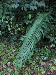 Pelazoneuron abruptum