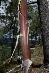 Agave wocomahi