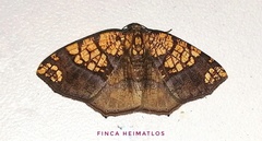 Nematocampa completa