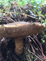 Porphyrellus