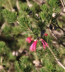 Melaleuca rupestris