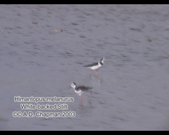 Himantopus mexicanus melanurus