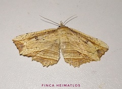 Oroscopa variegata