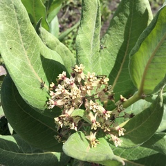 Asclepias notha