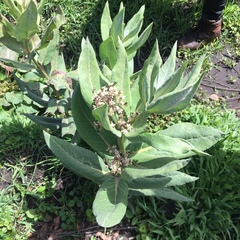 Asclepias notha