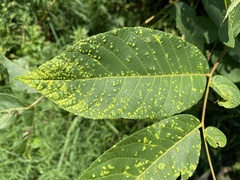 Pseudomicrostroma juglandis