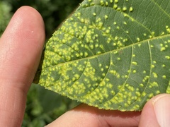 Pseudomicrostroma juglandis