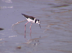 Himantopus mexicanus melanurus
