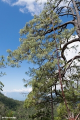 Pinus luzmariae