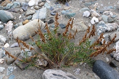 Astragalus gorodkovii