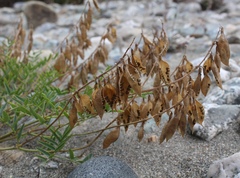 Astragalus gorodkovii
