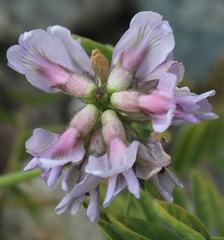 Astragalus gorodkovii
