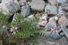 Astragalus gorodkovii