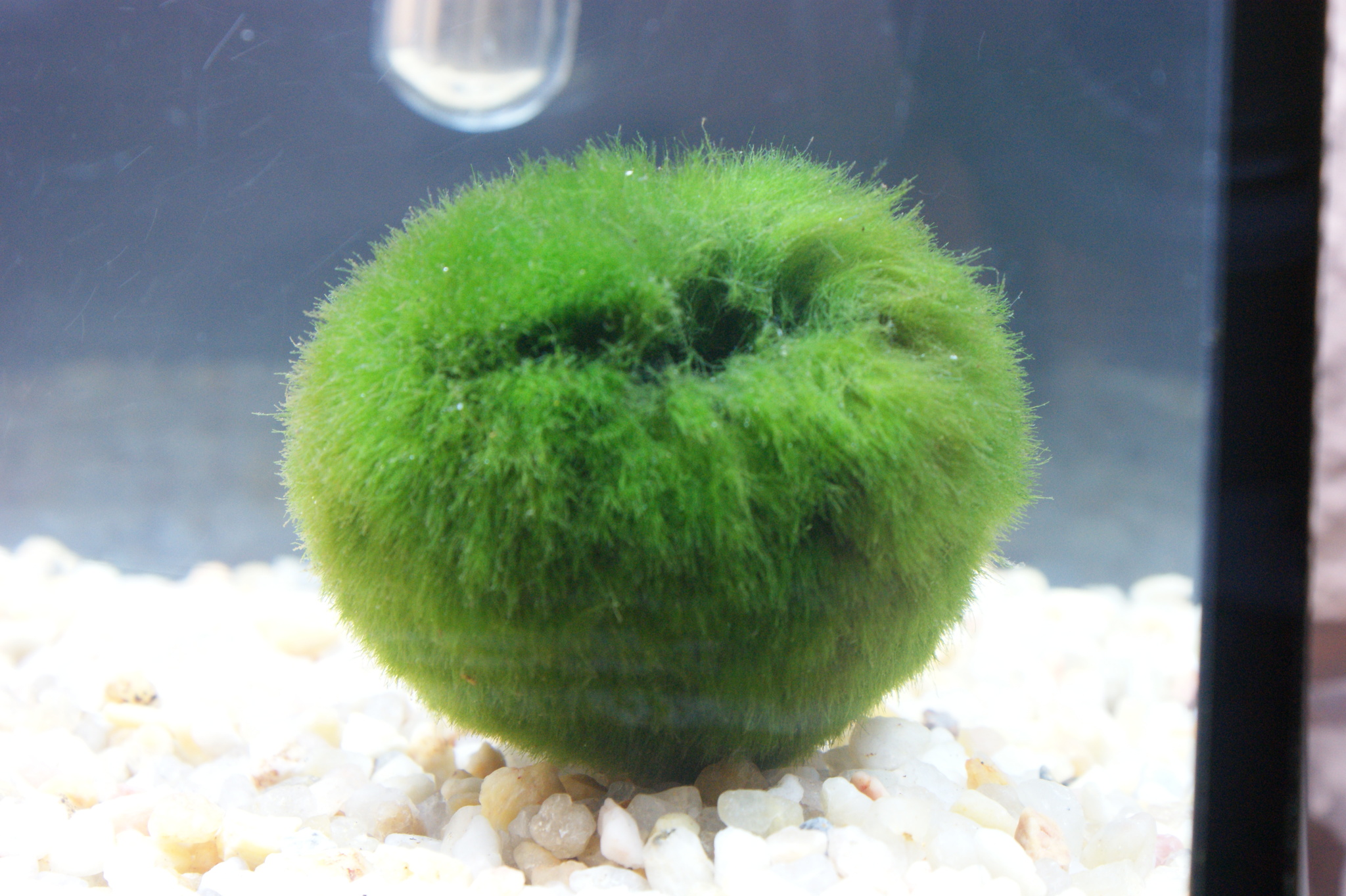Moss balls - 10 pieces - Marimo - Chladoflora Aegagropila