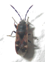 Lanchnophorus singalensis
