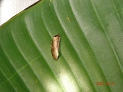 Pygaerinae