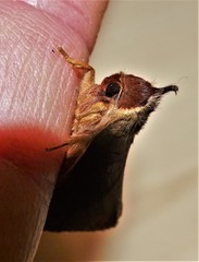 Pygaerinae