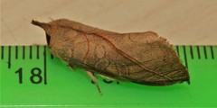 Pygaerinae