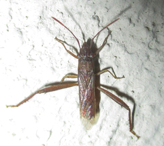 Nemausus sordidatus
