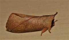 Pygaerinae