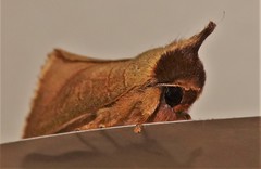 Pygaerinae