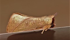Pygaerinae
