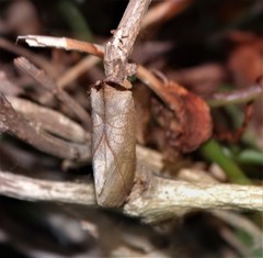 Pygaerinae