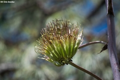 Agave wocomahi